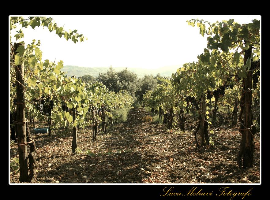 Vendemmia9.JPG