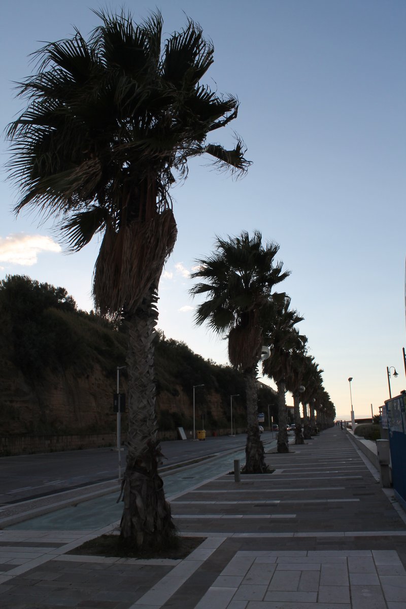 viale2.jpg
