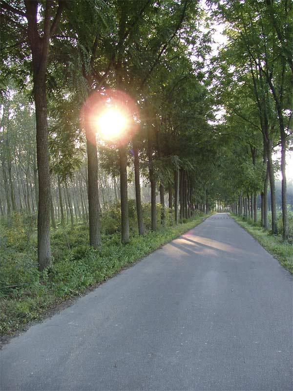 vialepo.jpg