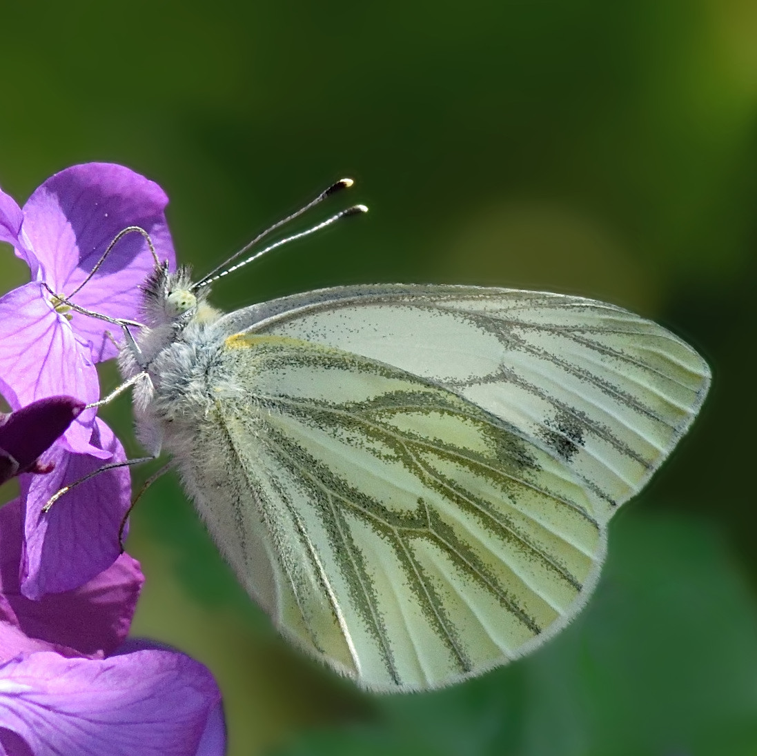 violetta1.jpg