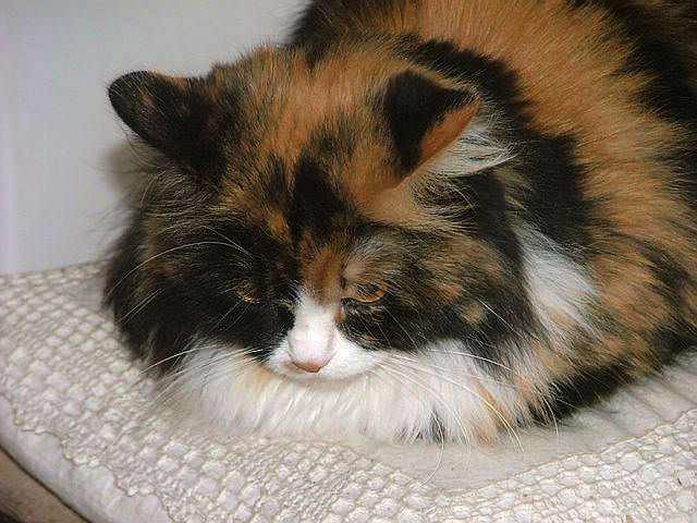 Viv� 9 [640x480].JPG