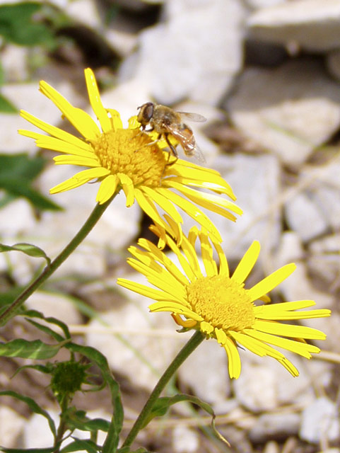 WK-giallo01.jpg