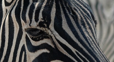 zebra.JPG