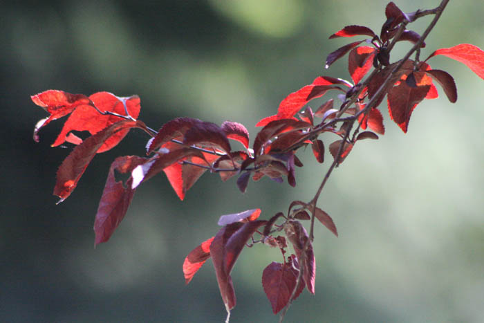 zoom_300_56p4u.jpg