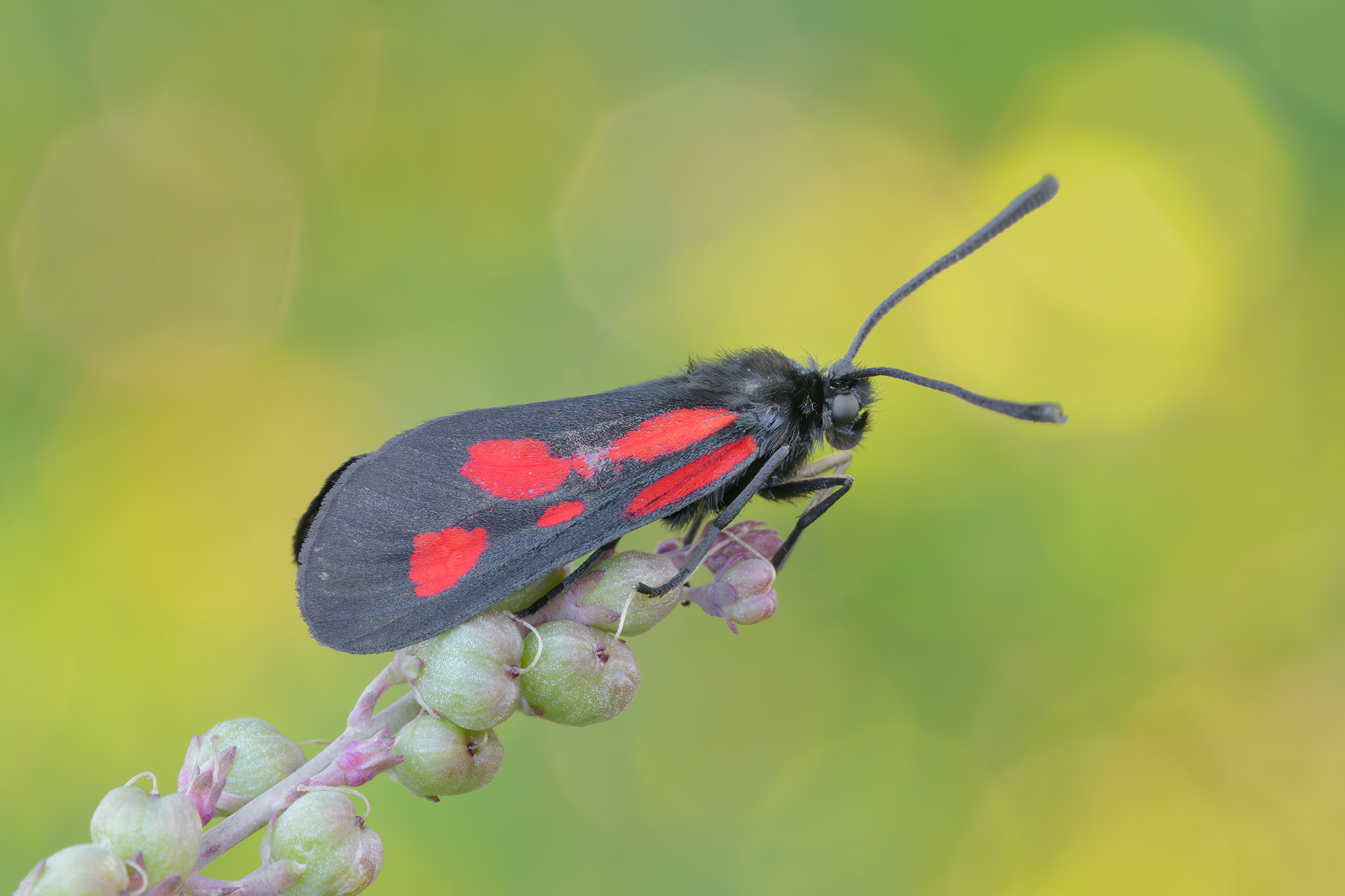 Zygaena-romeo_DSC7835_rid.jpg