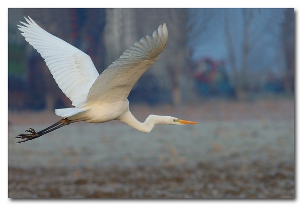 zzz_Airone bianco_2005-12-24-15r2.jpg